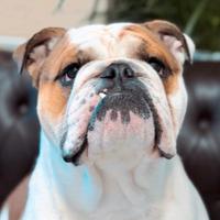 Bulldog Inglese Per Monta