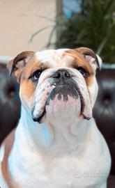Bulldog Inglese Per Monta