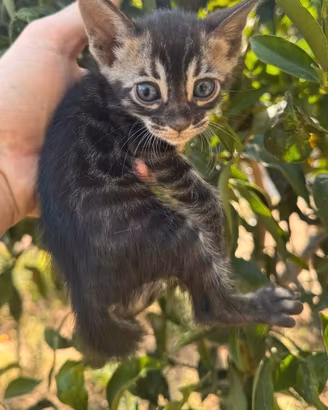 Gatto bengala