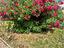 Immagine 14