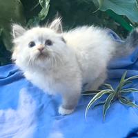 Gattino siberiano ipoallergenico