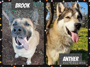 Magnifici lupacchiotti