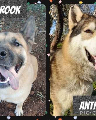 Magnifici lupacchiotti