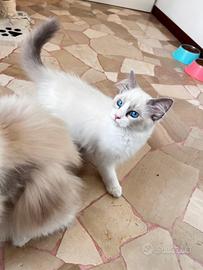 Ragdoll