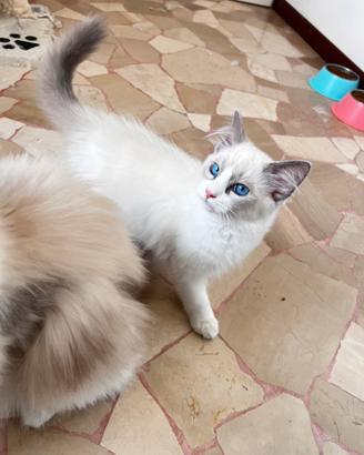 Ragdoll