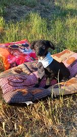 Incrocio tra cocker e barboncino nano