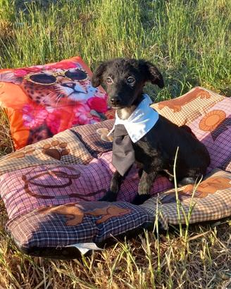Incrocio tra cocker e barboncino nano