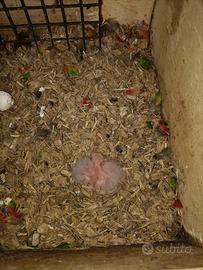 Lory arcobaleno da imbecco