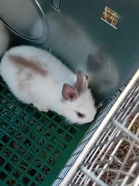 Animali