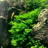 Fissidens fontanus - Phoenix moss