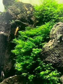 Fissidens fontanus - Phoenix moss