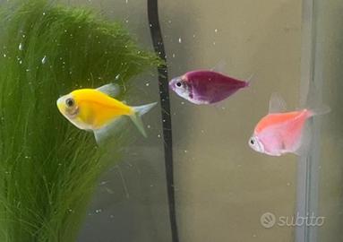 Tetra glofisch
