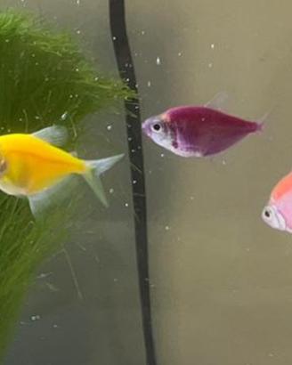 Tetra glofisch