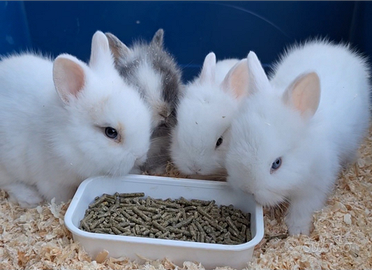 Coniglietti nani testa di leone