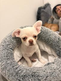 CHIWAWA PURO MASCHIO nato 6maggio 2025