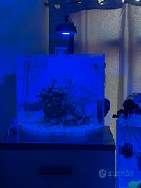 Acquario marino 60 litri con lampada cetus2