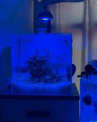 Acquario marino 60 litri con lampada cetus2