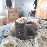 British shorthair femmina