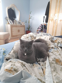 British shorthair femmina