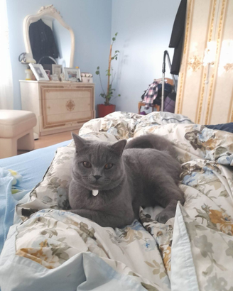 British shorthair femmina