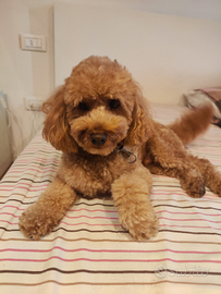 Stalloncino selezionato da riproduzione