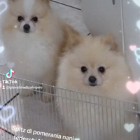 Spitz di pomerania nani