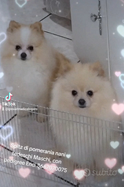 Spitz di pomerania nani