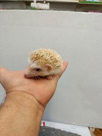 Cuccioli di ricci africani