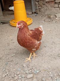 Galline Rosse e Livornesi