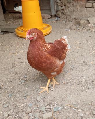 Galline Rosse e Livornesi
