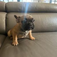 Cuccioli di bulldog francese