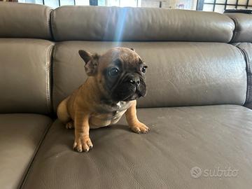 Cuccioli di bulldog francese