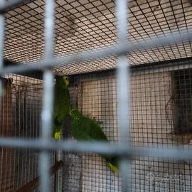 Coppia amazzone estiva riproduttrice