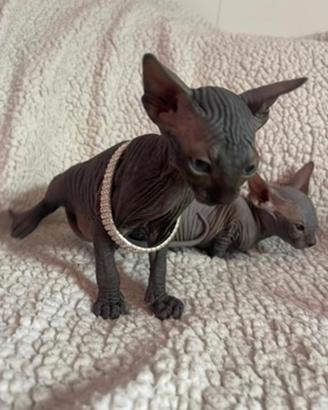 sphynx