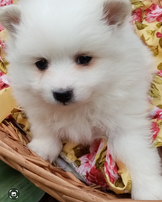 Cuccioli Volpino Italiano con Pedigree