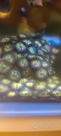 Zoanthus simil Bowser