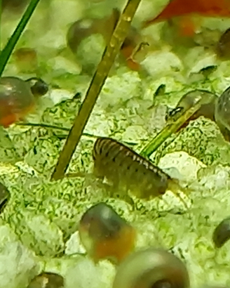 Hyalella azteca, divoratrici di alghe, cibo vivo