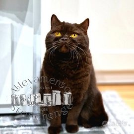 Scottish straight chocolate