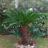 Albero Cycas