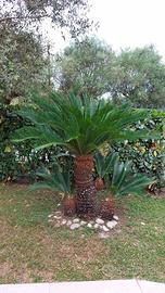Albero Cycas