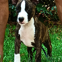 Cuccioli Amstaf