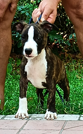 Cuccioli Amstaf