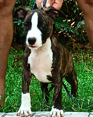 Cuccioli Amstaf