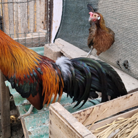 Phoenix coppia