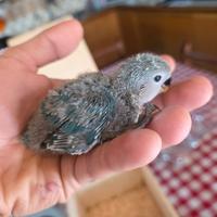 Inseparabili allevati a mano