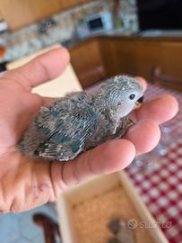 Inseparabili allevati a mano