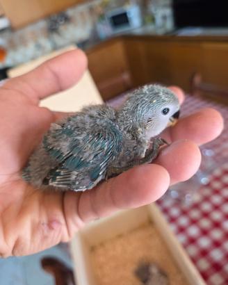 Inseparabili allevati a mano