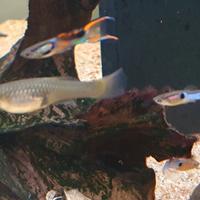 Pesci acquario guppy