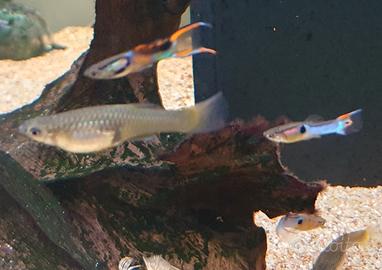 Pesci acquario guppy