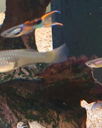 Pesci acquario guppy